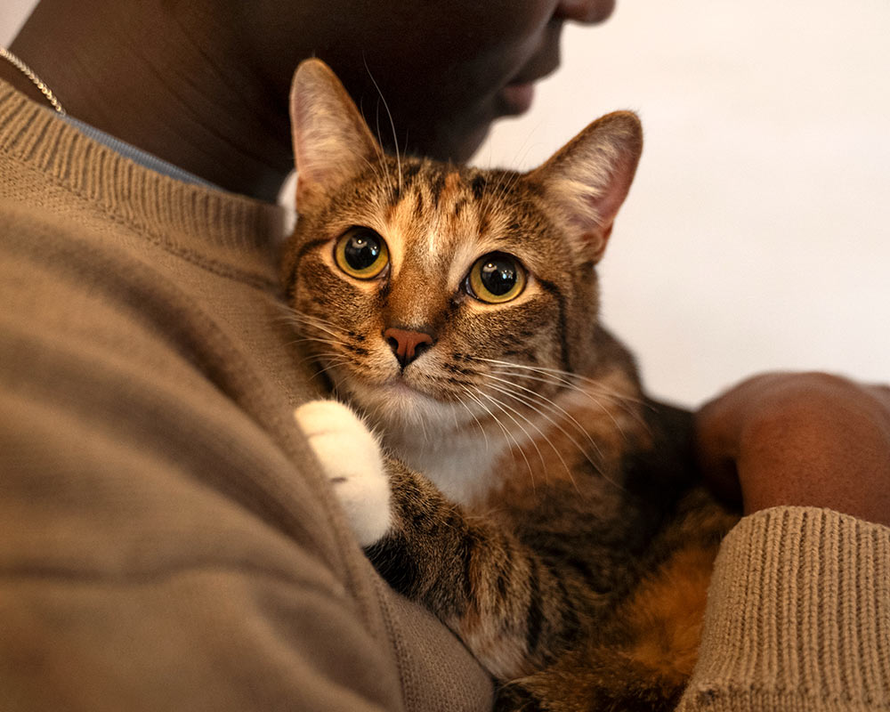 closeup of a shy cat being gently held by their owner