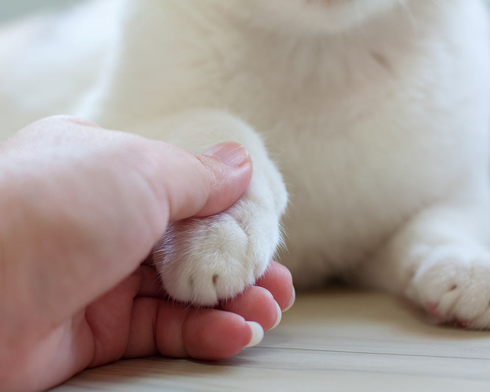 closeup of a hand holding a cat's paw