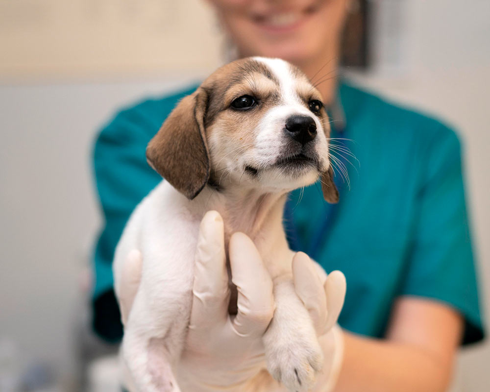 closeup of puppy being held by a smiling veterinary team member