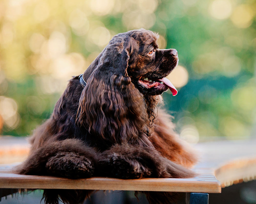 senior english cocker spaniel dog resting on a modern bench outside