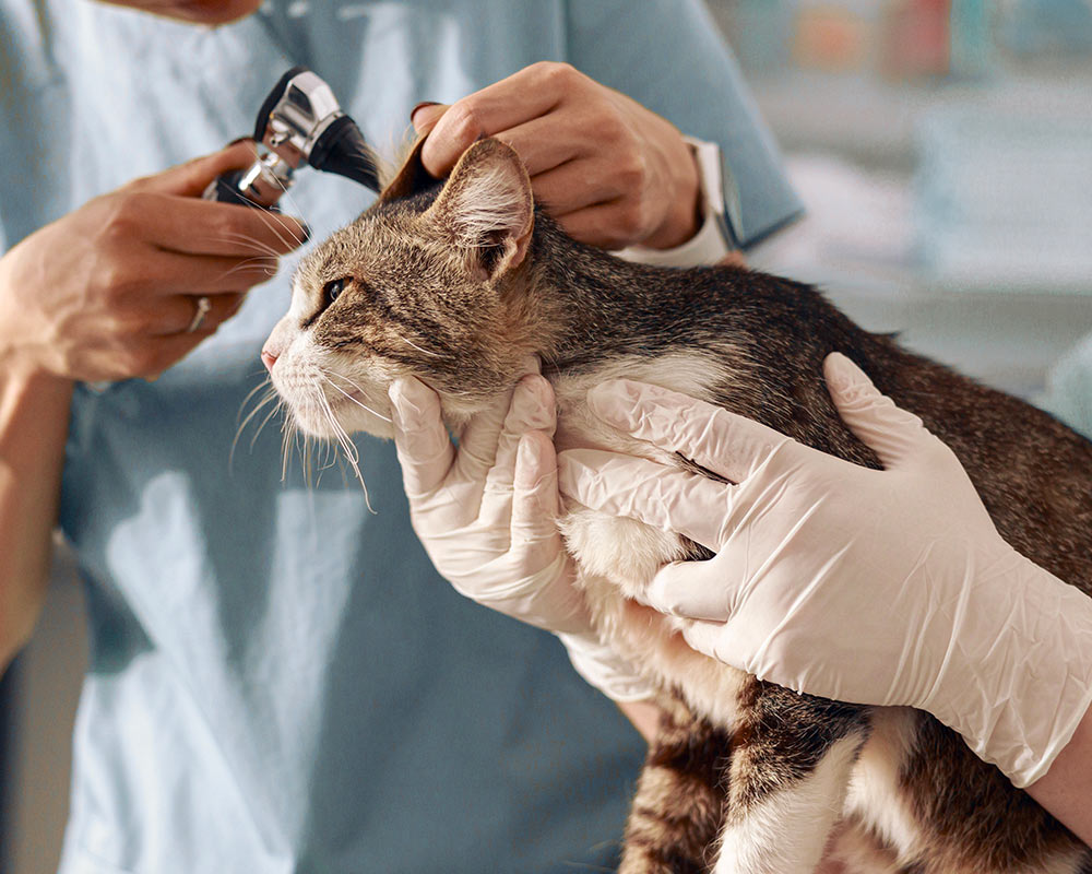 vet examining a cat's ears