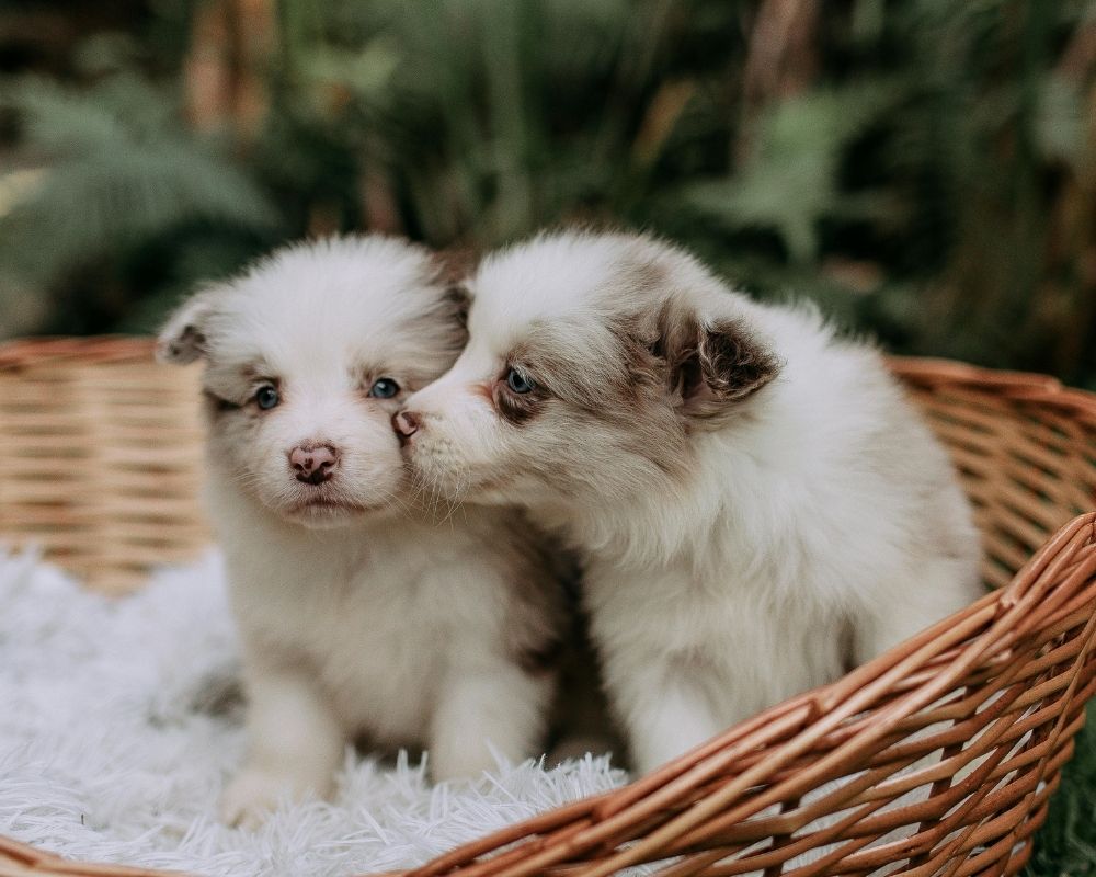 Two fluffy puppies with blue eyes sit in a wicker basket lined with a white fluffy blanket. One puppy is nuzzling the other.