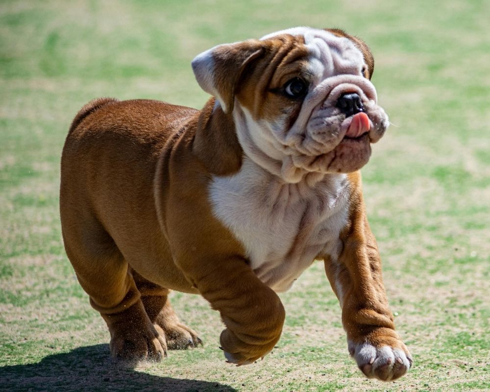 A brown and white English bulldog puppy runs across a grassy field with its tongue sticking out.