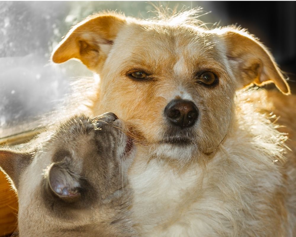 Cat and dog cuddling A light brown dog is nuzzling a gray cat. The cat's eyes are closed and its head is tilted back.
