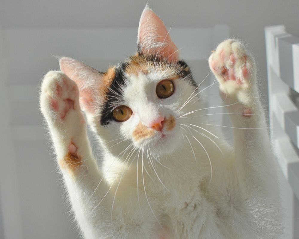 A calico cat with white, orange, and black markings looks up with its front paws raised in a playful pose.