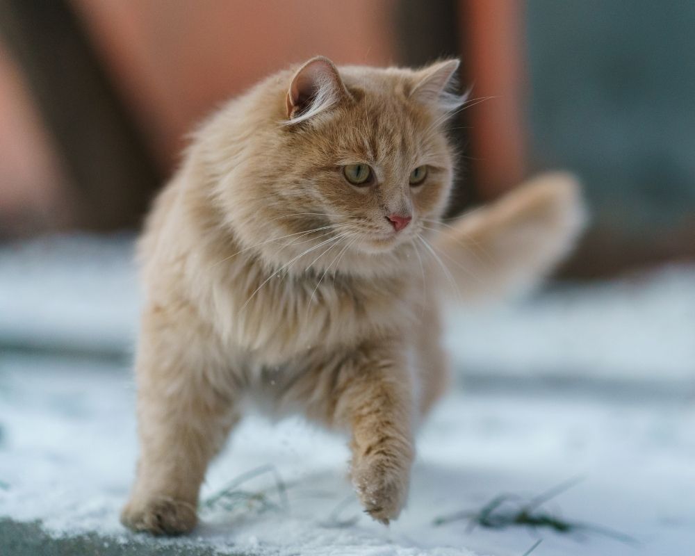 Cat in playing mood A fluffy ginger cat with green eyes walks through the snow, looking to the right with its tail raised.