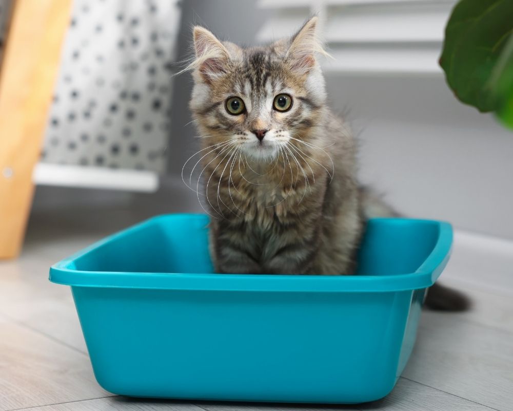 Cat inside a blue box Cat inside a blue box