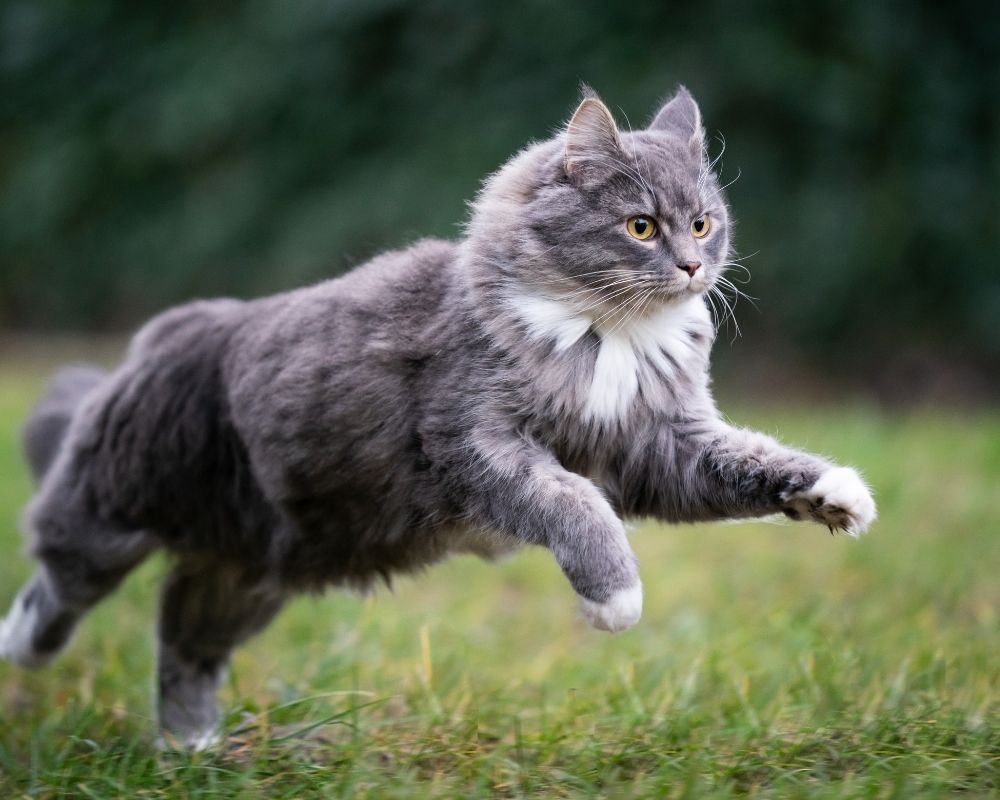 A fluffy gray cat with white markings on its chest and paws is captured mid-air as it runs across a grassy lawn.