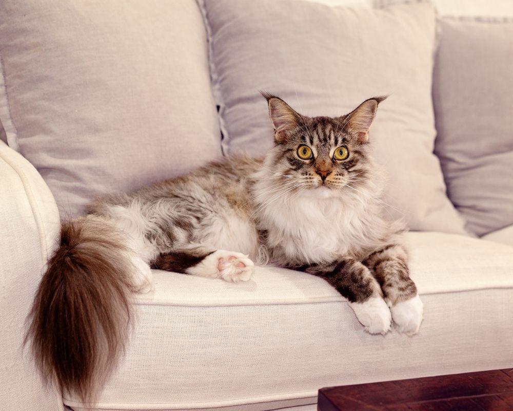 A long-haired tabby cat with yellow eyes rests on a cream-colored couch.