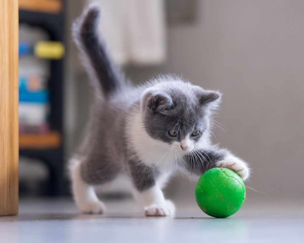 Cat playing with the ball A fluffy grey and white kitten playfully paws at a small green ball on a grey floor.