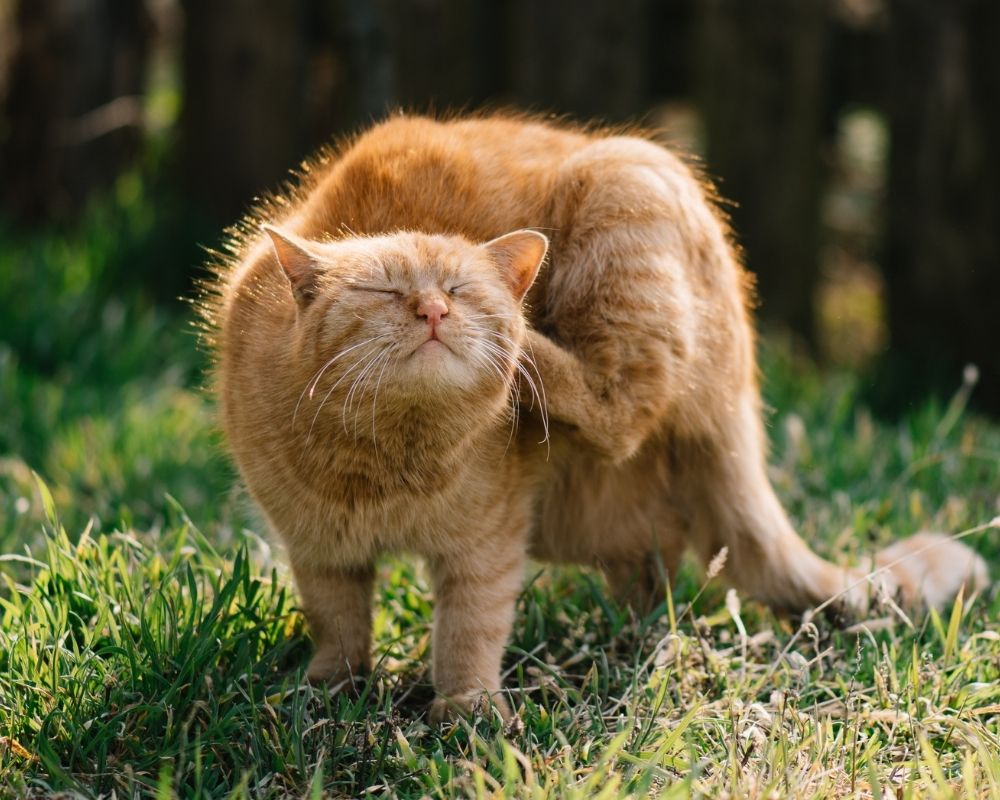 An orange cat is scratching its ear while standing in grass.