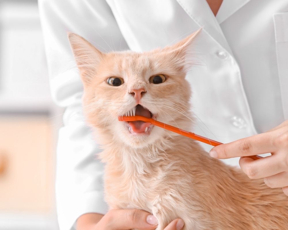 A person in a white coat is brushing a cat's teeth with an orange toothbrush.
