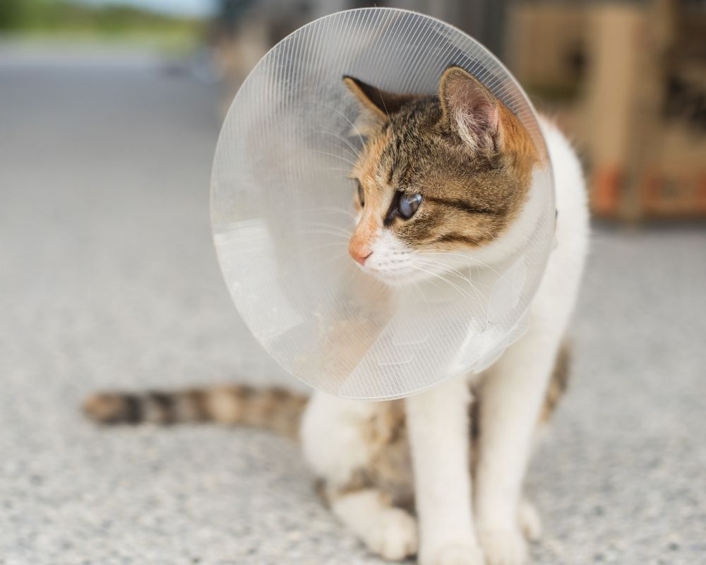 A cat wearing a clear plastic cone collar sits on a speckled gray surface, looking to the left. The cat has white and brown tabby markings and one eye appears clouded.