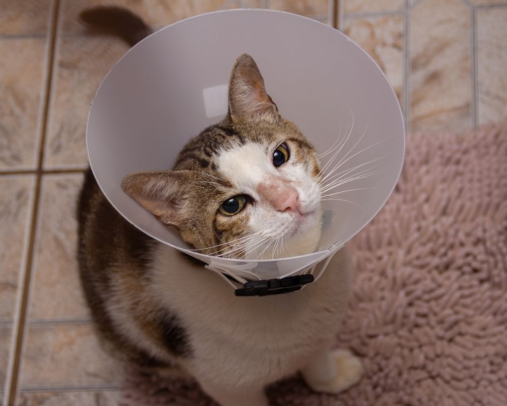 A cat wearing a white Elizabethan collar looks up at the camera.
