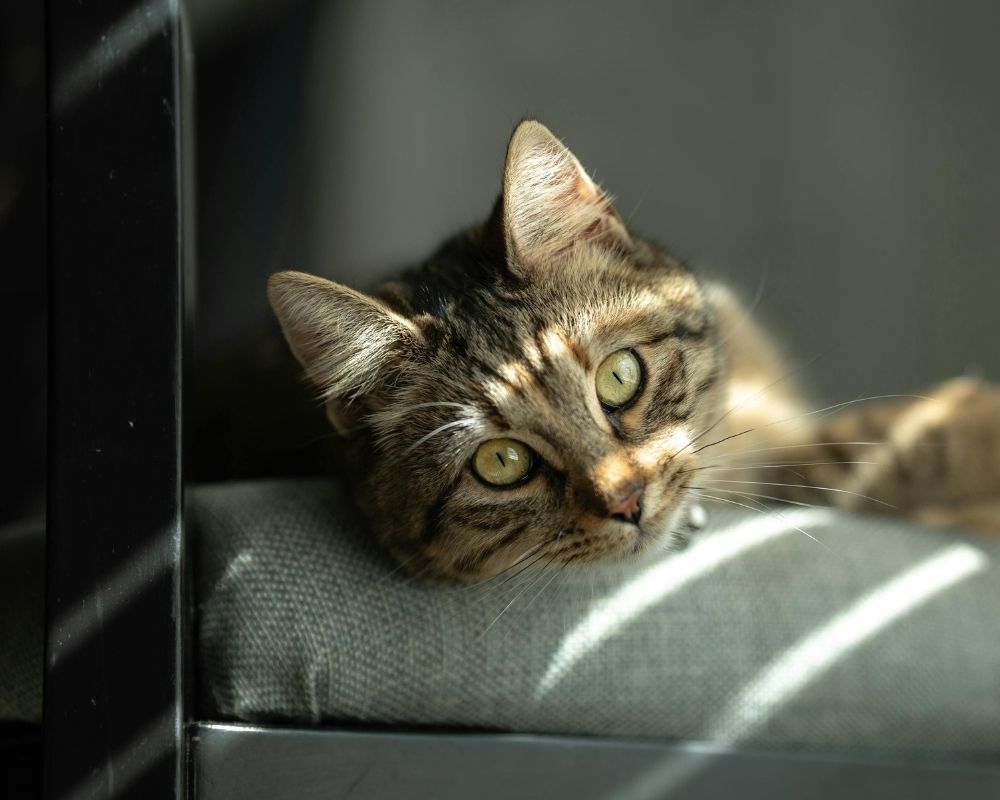 Curious cat A tabby cat with green eyes rests its head on a grey cushion, with sunlight streaming across its face.
