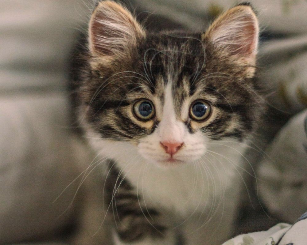 Cute kitty A close-up of a fluffy tabby kitten with large, round eyes and a white chest, looking directly at the camera.