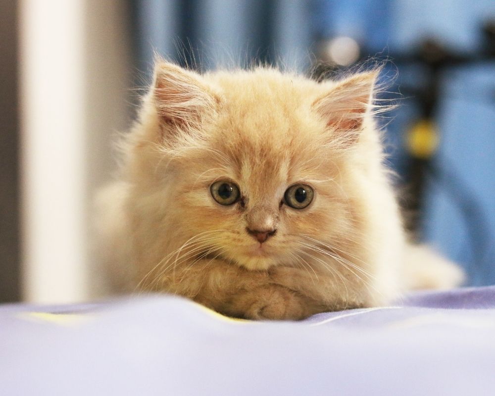 A fluffy ginger kitten with wide green eyes lies on a purple surface, looking directly at the camera.
