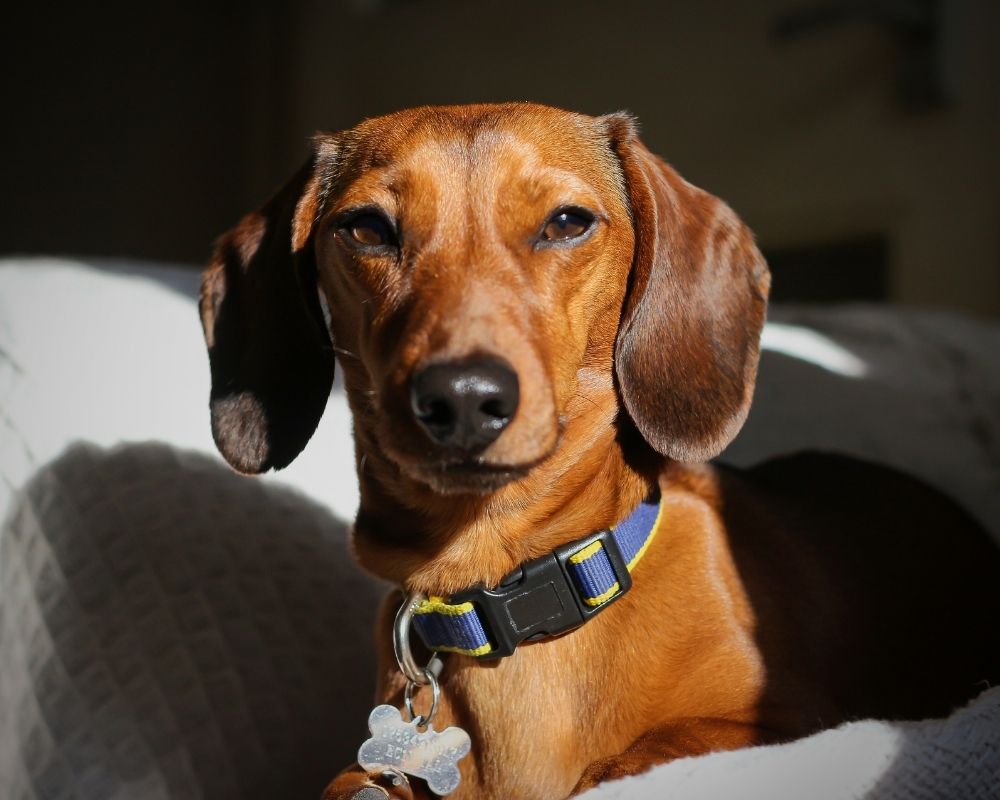 A close-up portrait of a smooth-haired dachshund wearing a blue and yellow collar with a bone-shaped tag.