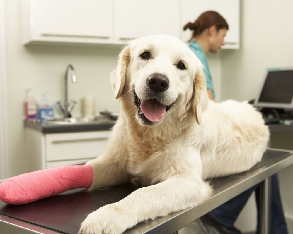 A golden retriever with a pink bandage on its front leg lies on an examination table at a vet's office.