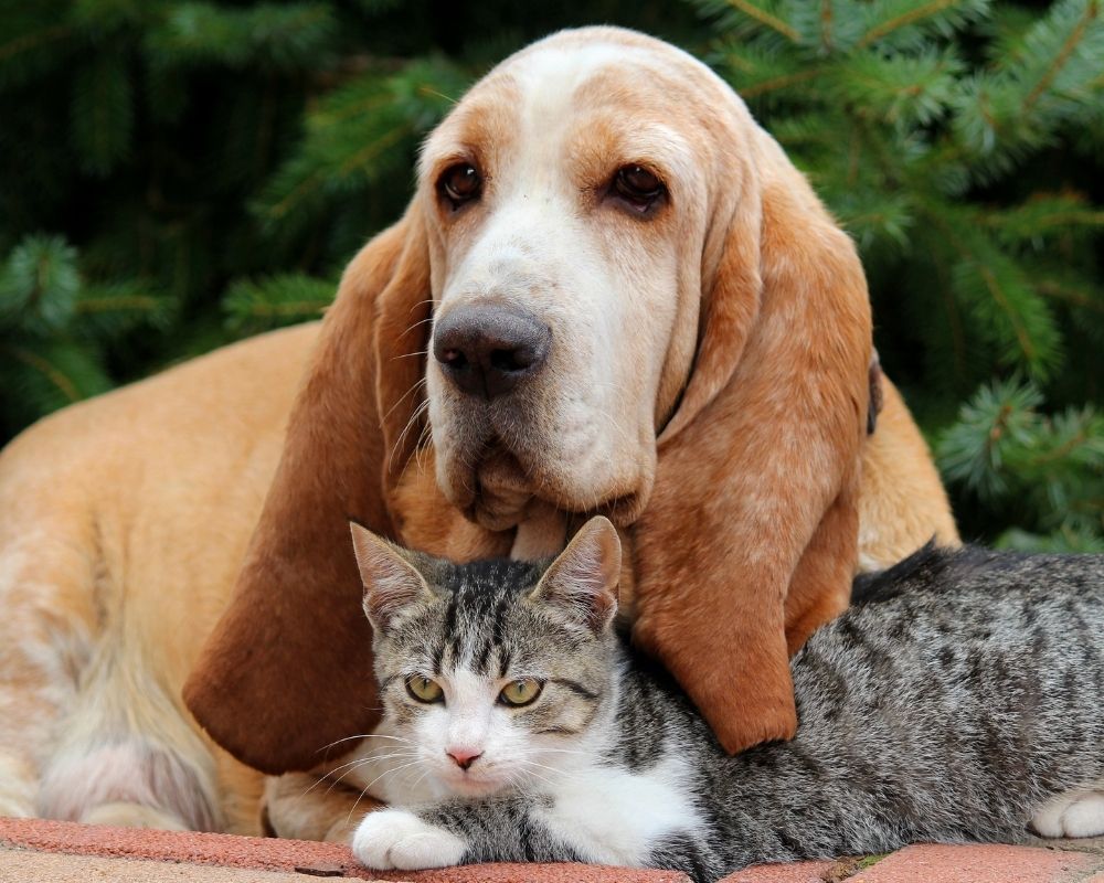 A large tan dog with long ears rests its head over a tabby cat lying down in front of a green evergreen tree.