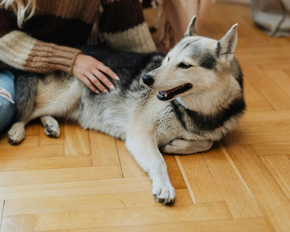 Dog and owner on the floor Dog and owner on the floor