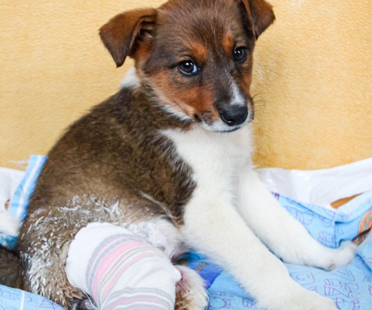 A brown and white puppy with a cast on its hind leg sits on a blue blanket.