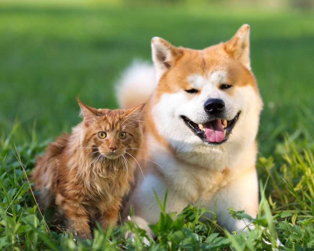 Happy dog and cat on the grass