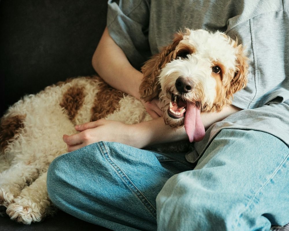 A fluffy white and brown dog rests its head on a person's lap. The dog is looking at the camera with its tongue hanging out.