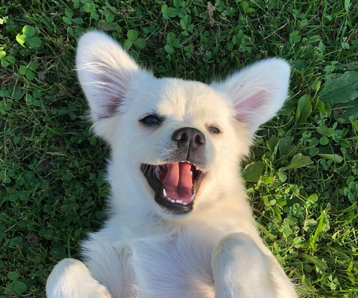 A white dog with its mouth open and eyes closed is lying on its back in the grass.