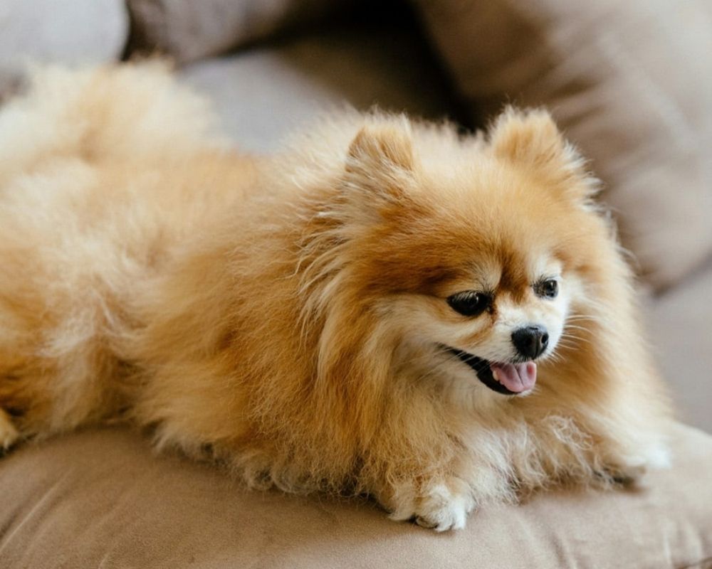 A fluffy Pomeranian dog with tan fur lies on a sofa, panting with its tongue out.