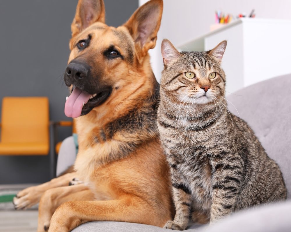 A German Shepherd dog and a tabby cat sit together on a gray sofa.