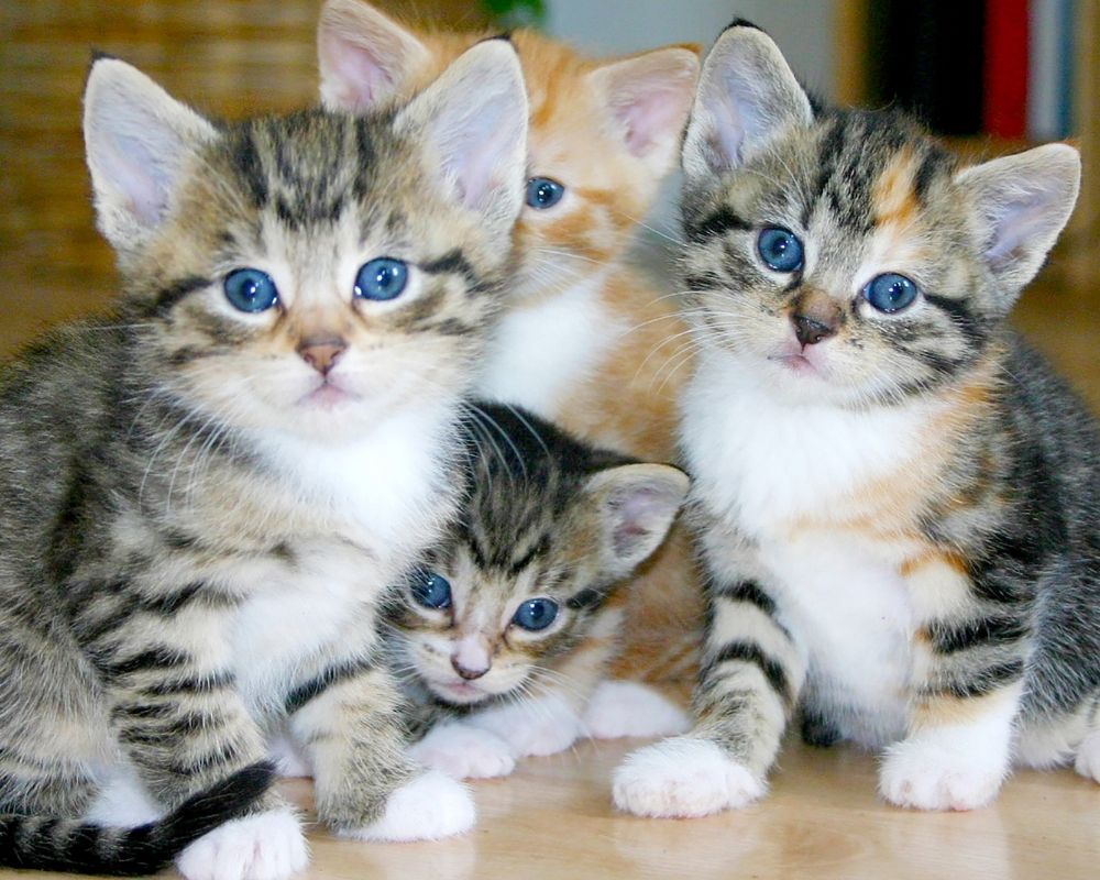 Kittens Four kittens with blue eyes are huddled together on a wooden floor. Two are tabby, one is calico, and one is orange and white.
