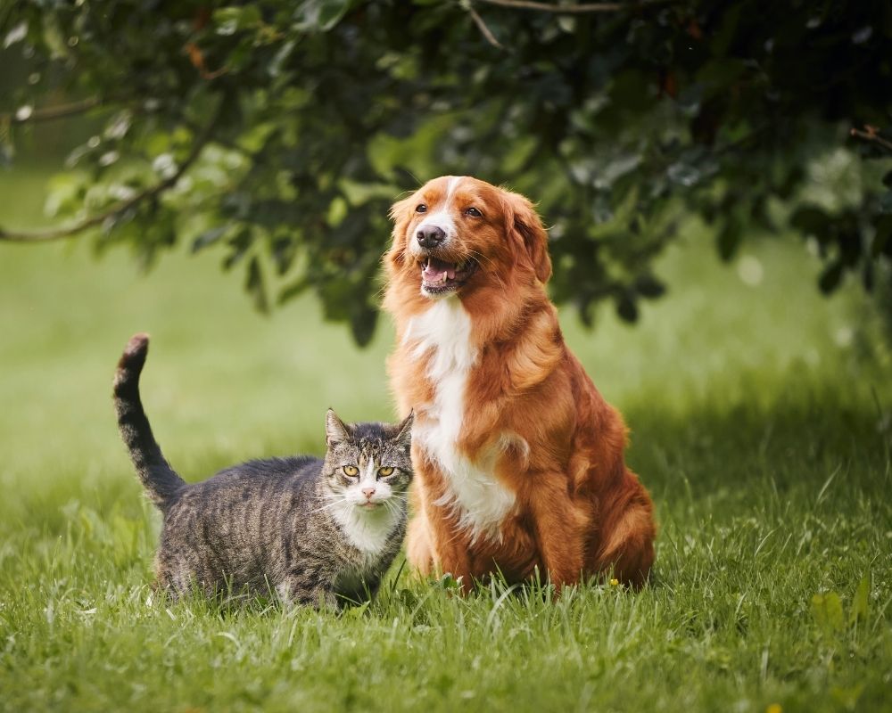 A brown and white dog sits next to a tabby cat on a grassy lawn under a tree.