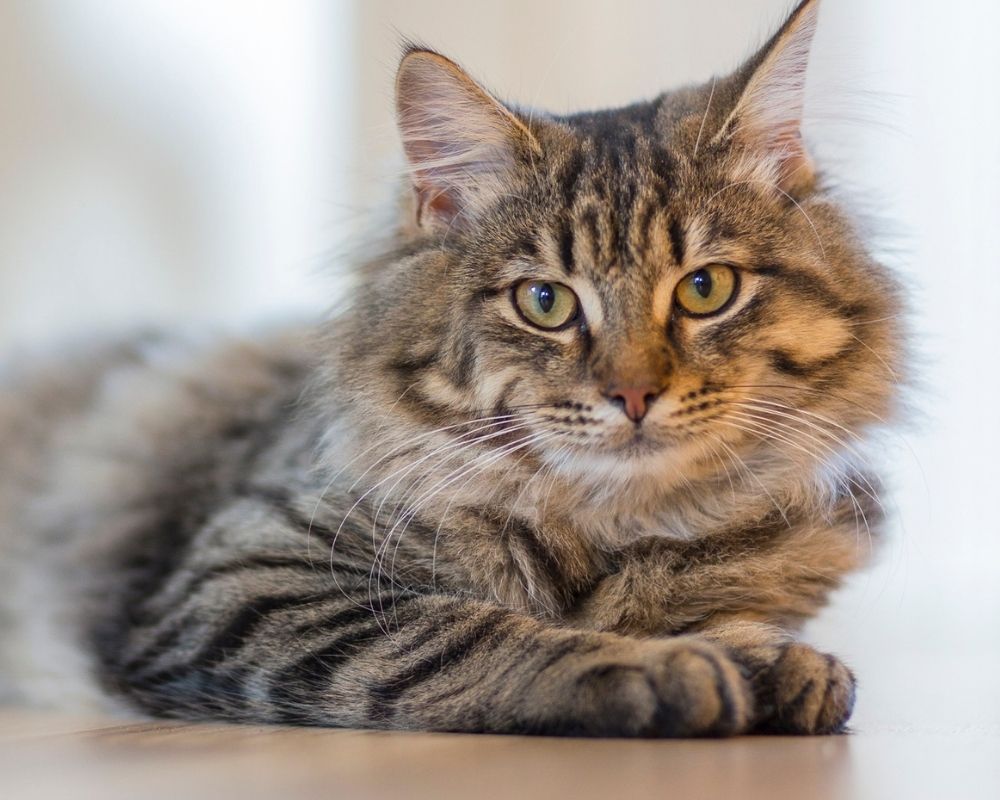 A fluffy brown tabby cat with green eyes lies on a light colored floor, looking directly at the camera.
