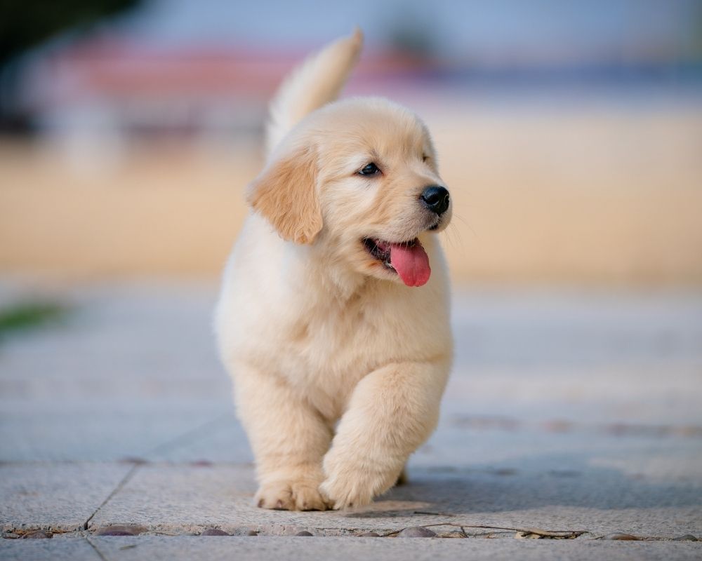 A fluffy golden retriever puppy with its tongue out walks on a paved path.