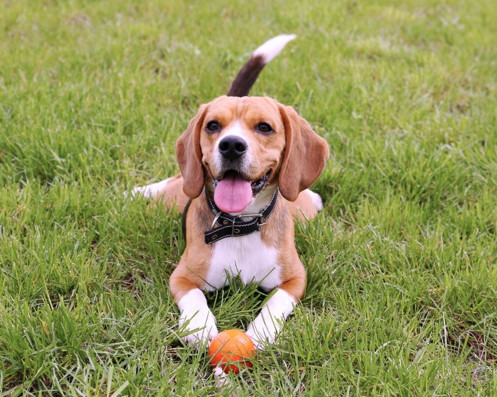 A beagle with its tongue out lies in green grass next to an orange ball.