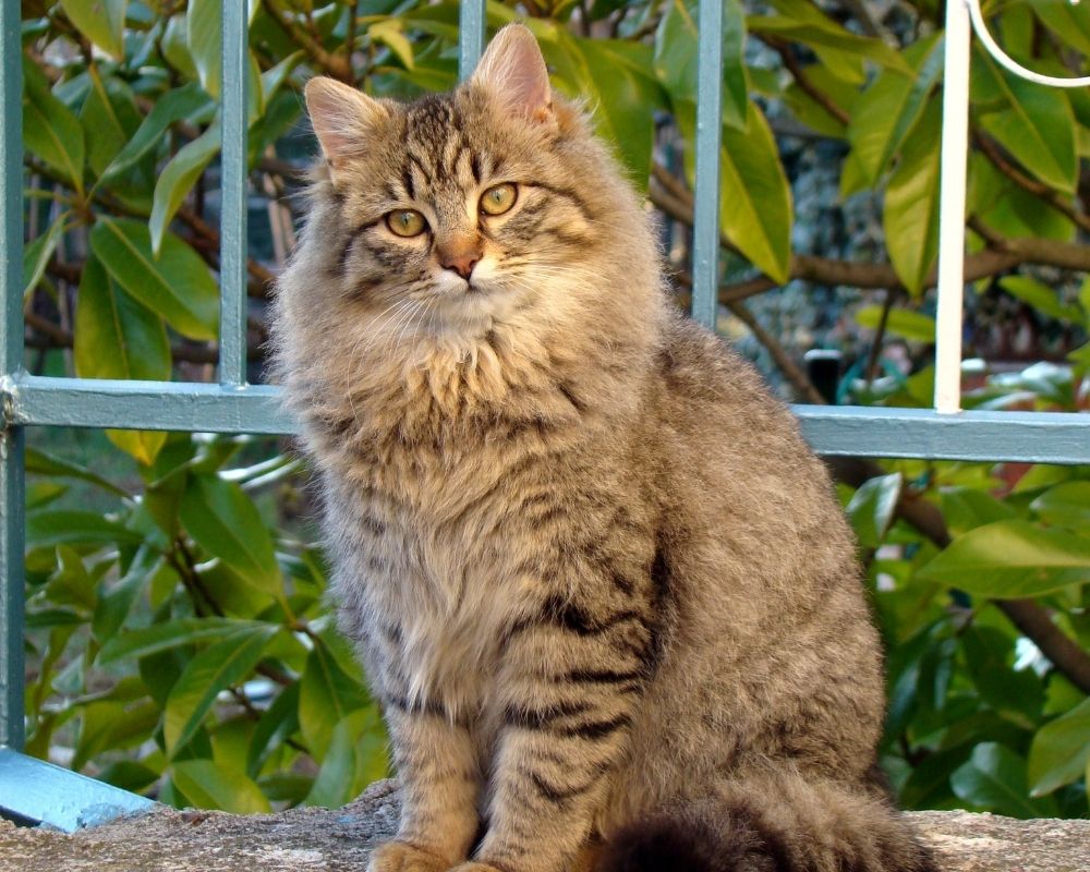 A fluffy tabby cat with yellow eyes sits on a stone ledge in front of a green leafy background and a blue railing.