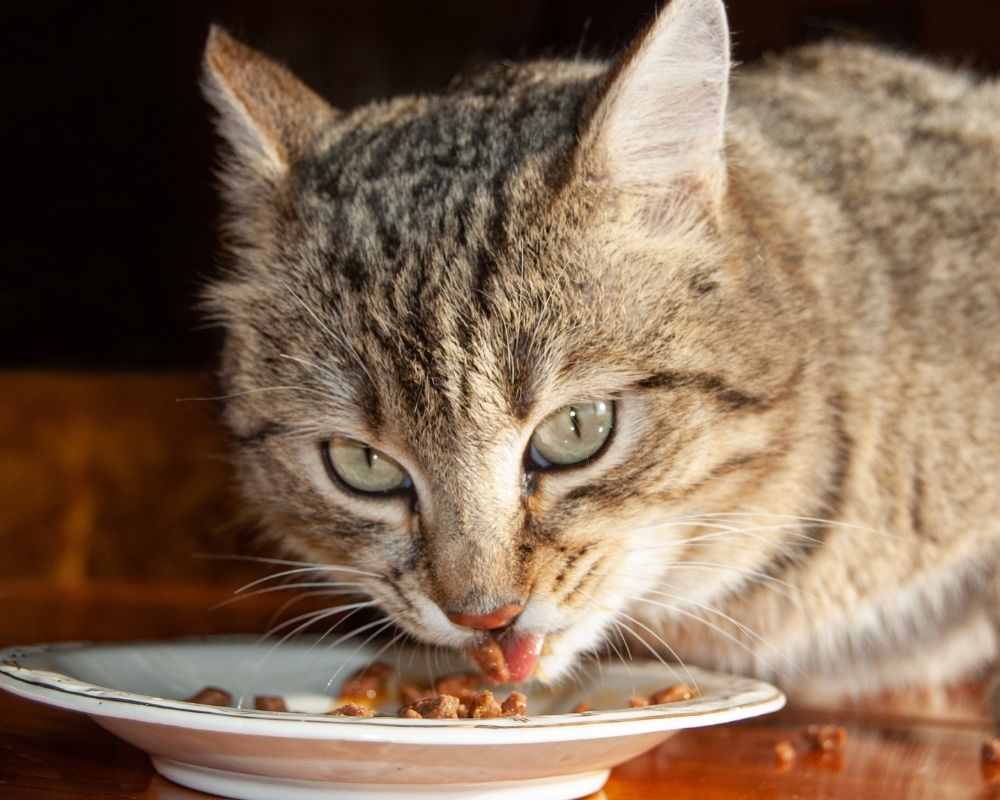 A tabby cat with green eyes is eating from a white bowl with a decorative rim.