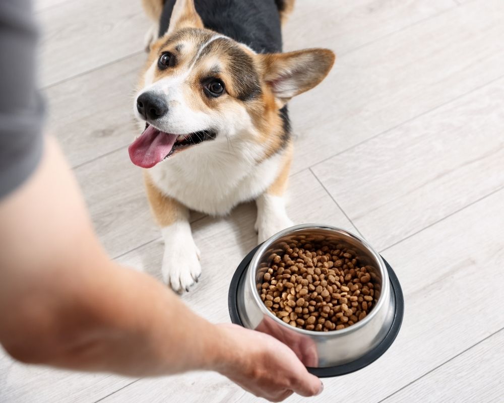 A person holds a bowl of dog food for a corgi dog lying on a wooden floor.