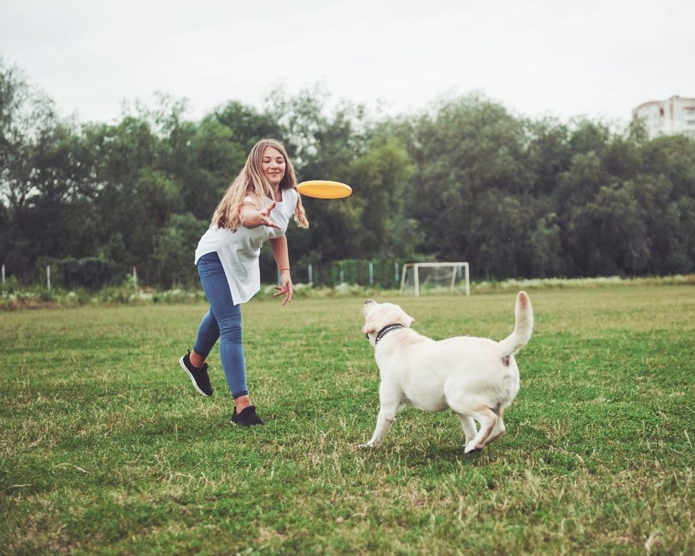 Dog playing A person playing with a small white dog on a grassy field, holding a yellow frisbee-like toy while the dog stands and looks toward it.