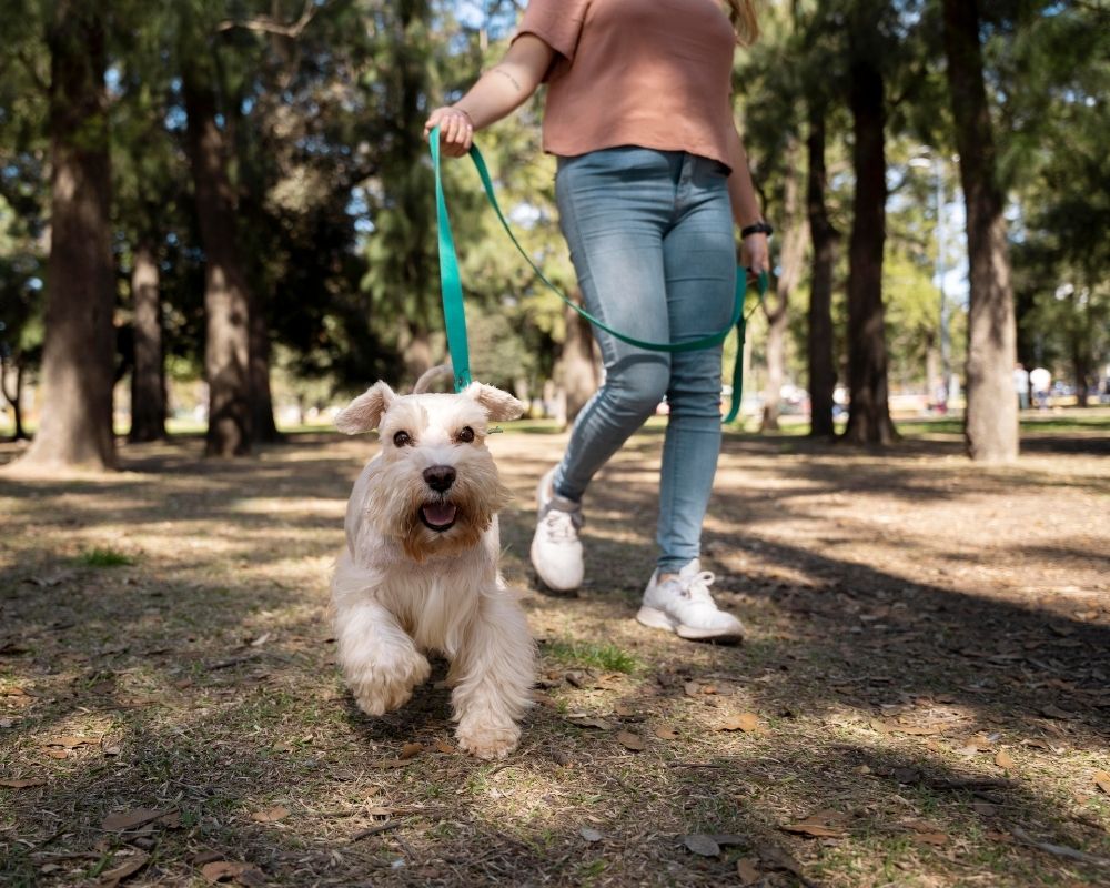 Dog walking A person walks a small white dog on a green leash along a dirt path in a sunny park with tall trees and scattered leaves.