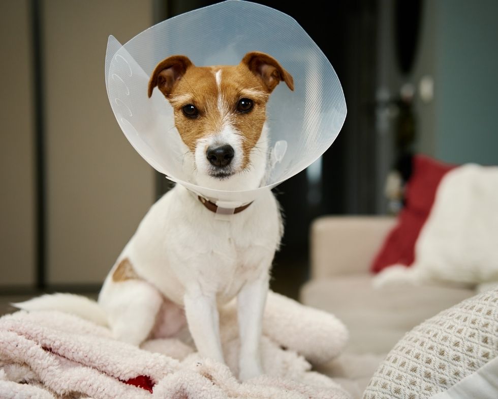 A small tan-and-white dog wearing a white cone collar sits on a bed with blankets, indoors near pillows.