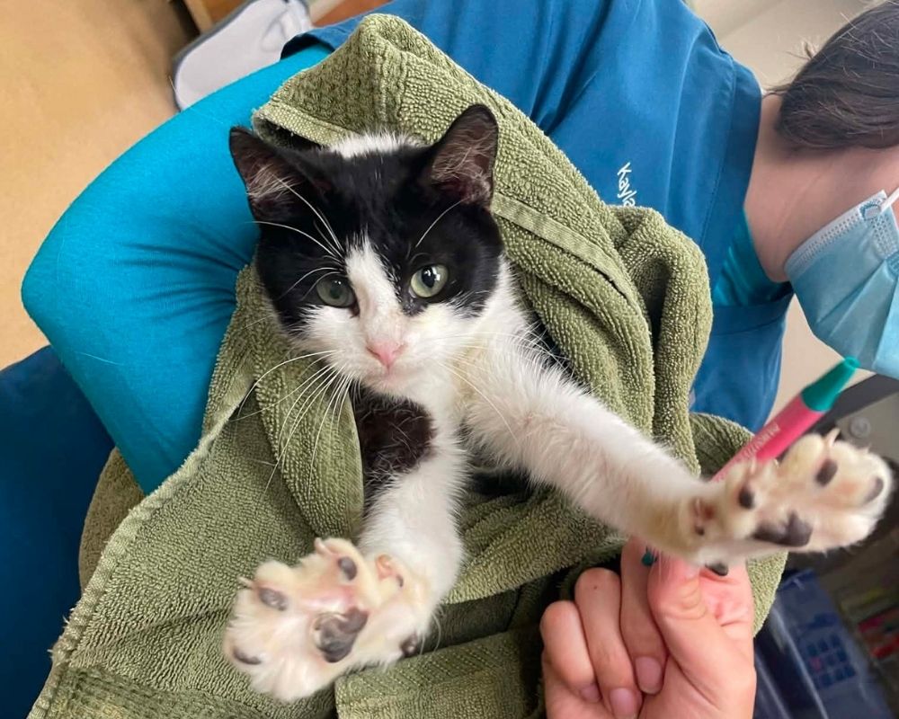 black and white cat A black-and-white kitten wrapped in a green towel is held close to a person’s hand, with its front paws reaching out and another kitten being supported nearby in a blue chair.