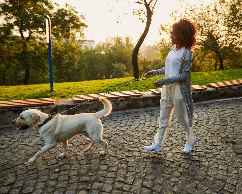 girl with dog A person walking a small white dog on a cobblestone path through a park at golden hour, with trees and hedges along the walkway.