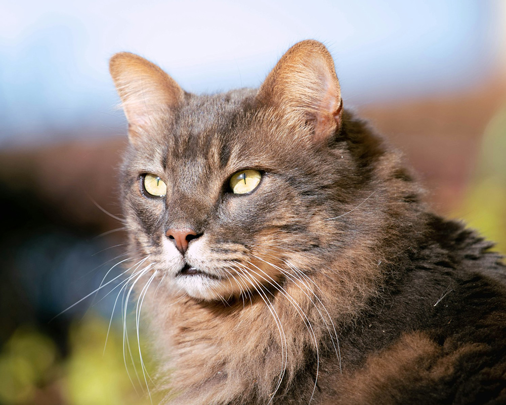 A fluffy gray-brown long-haired cat with yellow-green eyes and long white whiskers gazes to the side in warm sunlight.