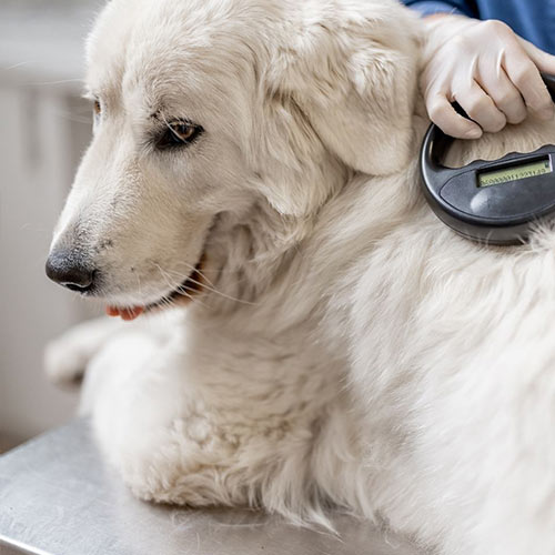 Veterinary team member scanning a dog for a microchip