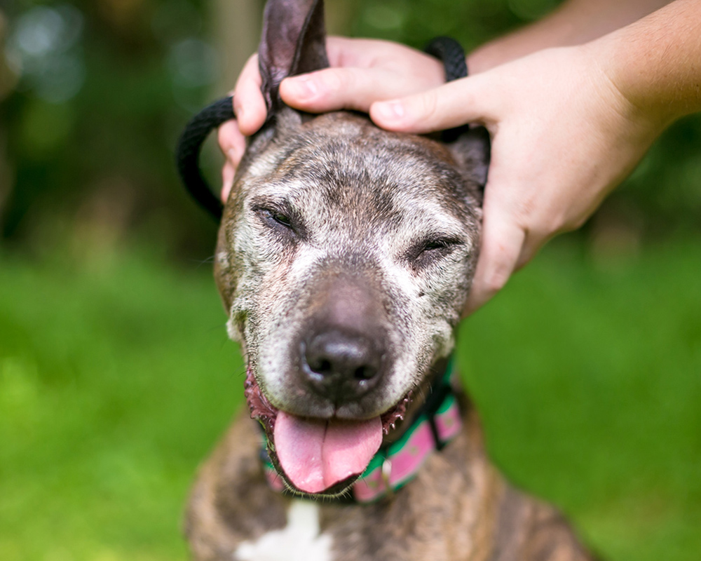 A happy senior brindle dog with a gray muzzle closes its eyes and smiles as two hands scratch its head outdoors.