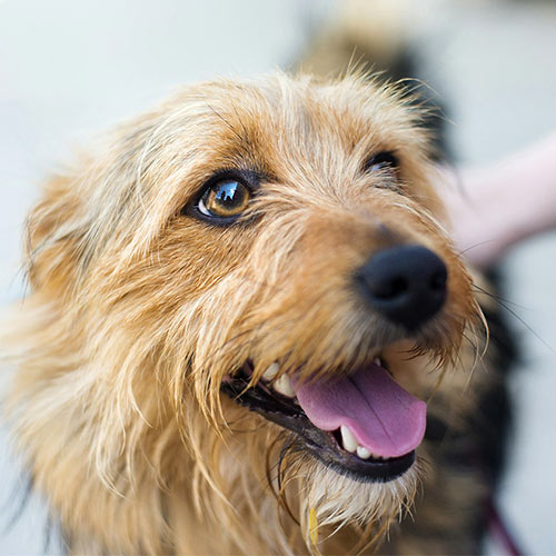 Close-up of a happy tan dog