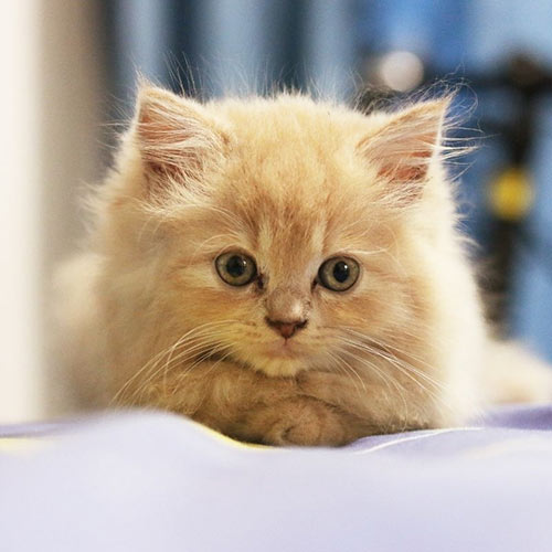 Orange kitten resting at a veterinary clinic