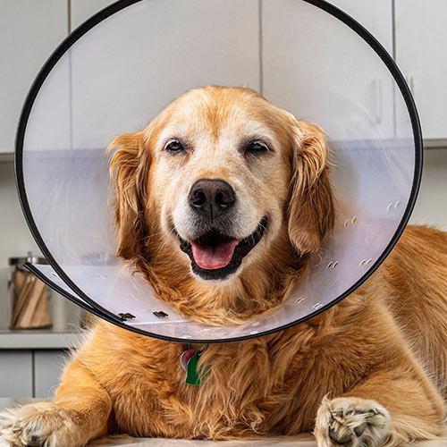 Senior Golden Retriever wearing a protective recovery cone
